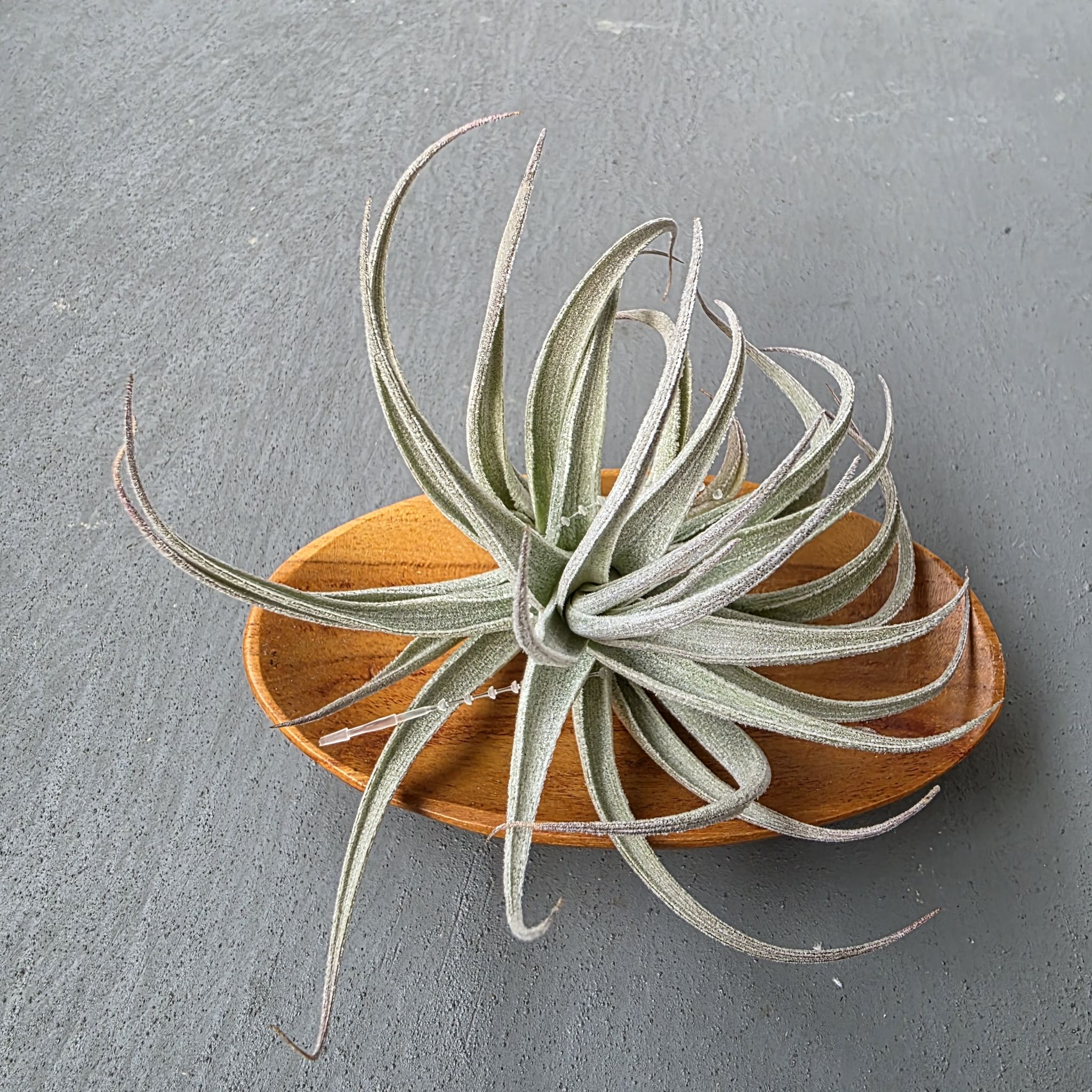 Photo of the plant species Leonam's Air Plant by @LightGray77 named Fernie Mac on Greg, the plant care app