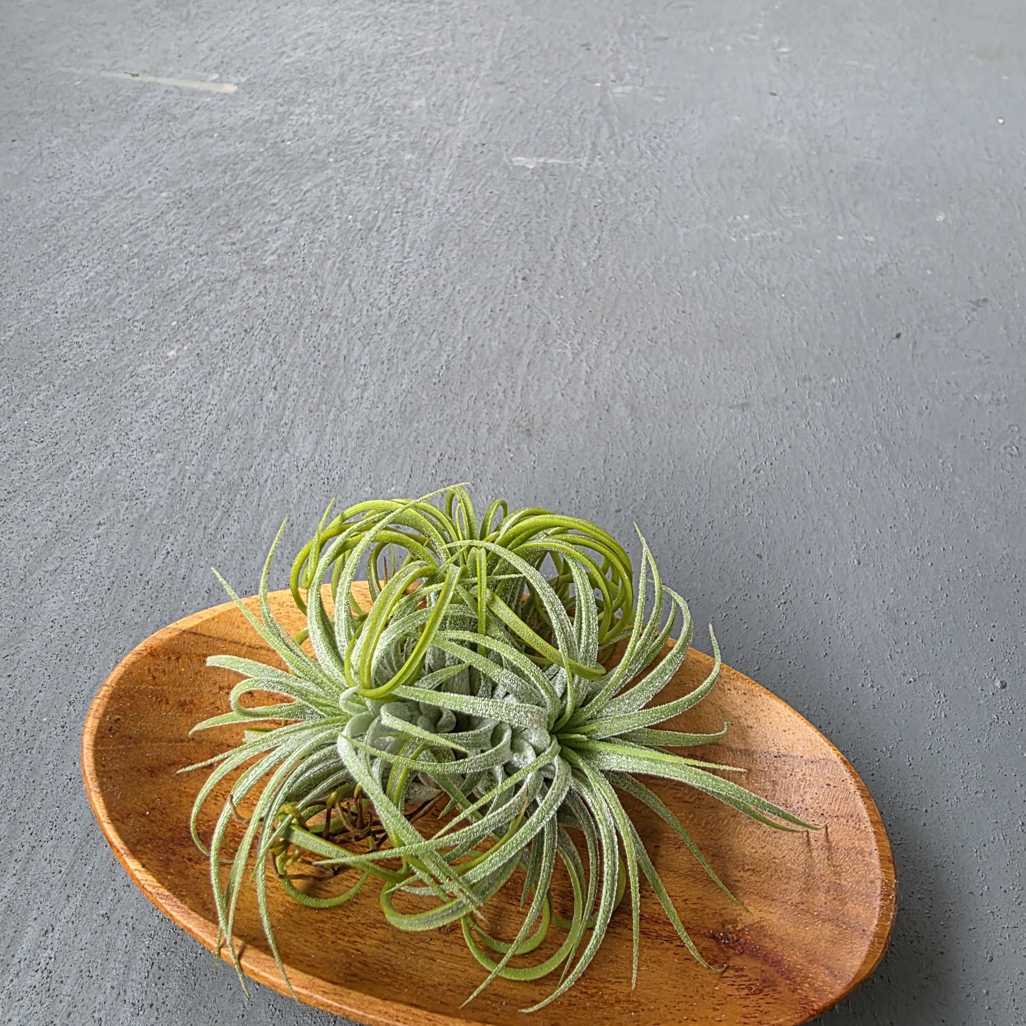 Photo of the plant species Druid Airplant by @LightGray77 named Khaleesi on Greg, the plant care app