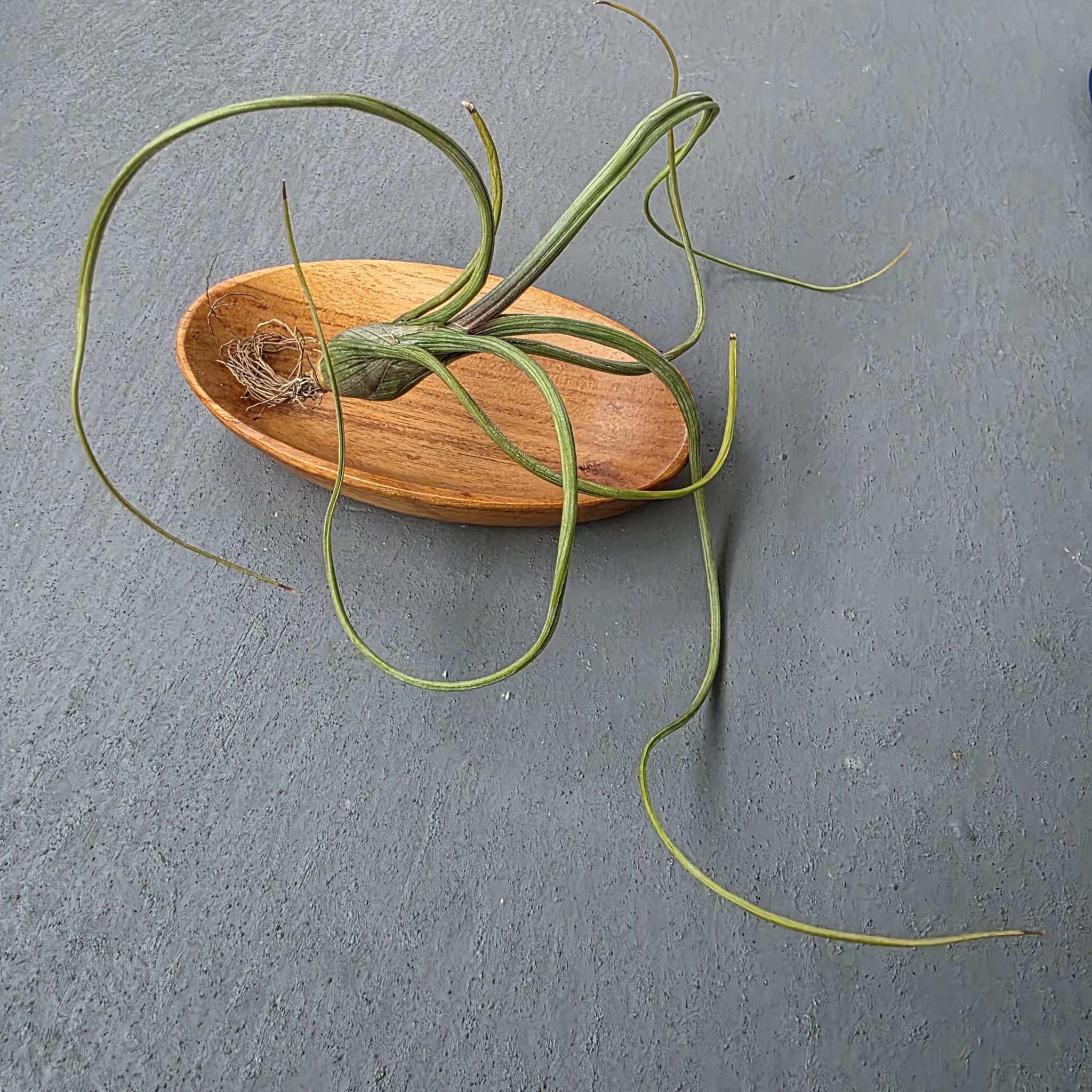 Photo of the plant species Pseudobaileyi Air Plant by @LightGray77 named Nithin on Greg, the plant care app