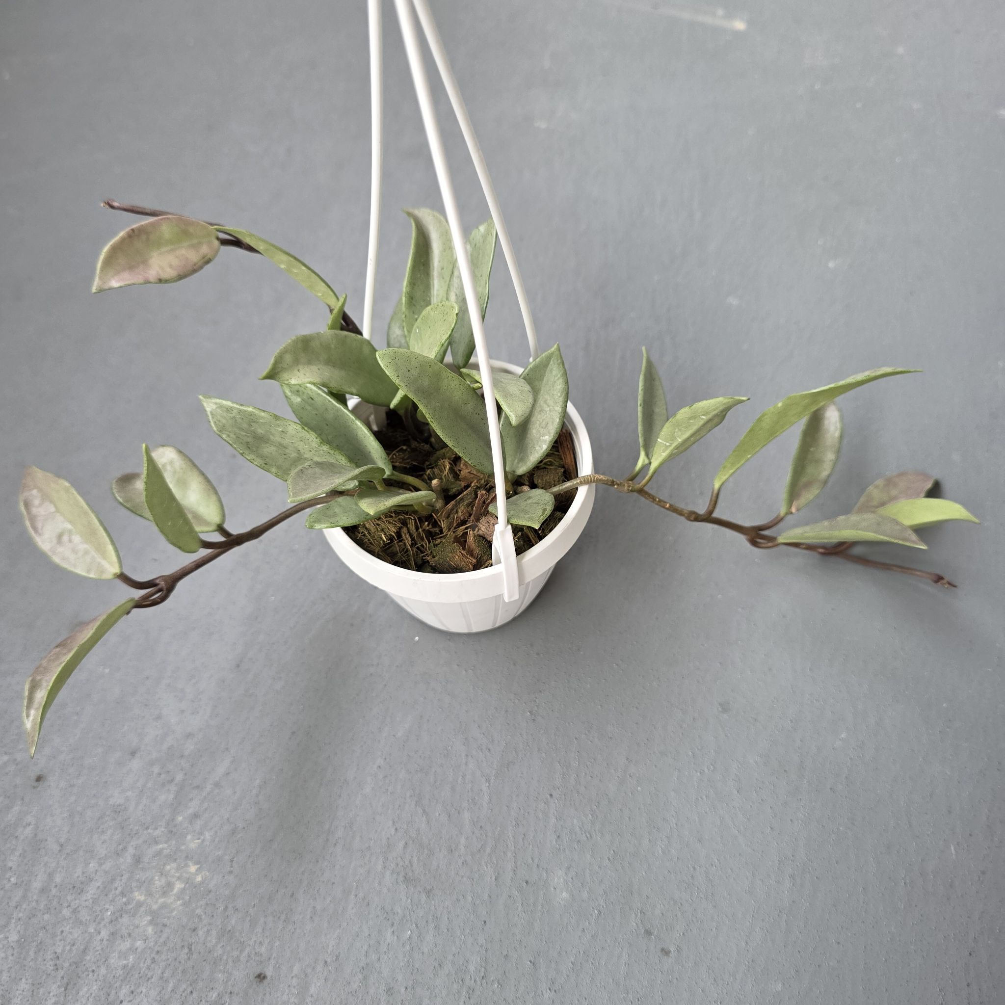 Photo of the plant species Hoya carnosa 'Wilbur Graves Silver' by @LightGray77 named Wilbur on Greg, the plant care app