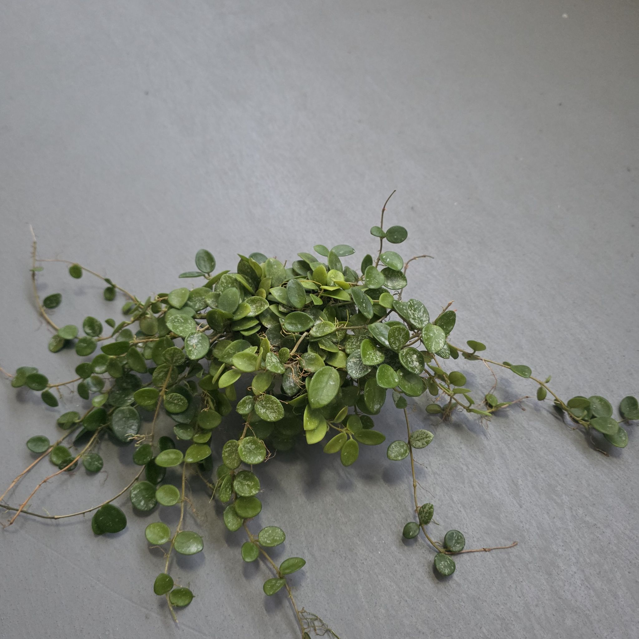 Photo of the plant species Hoya 'Mathilde Splash' by @LightGray77 named Mathilde on Greg, the plant care app