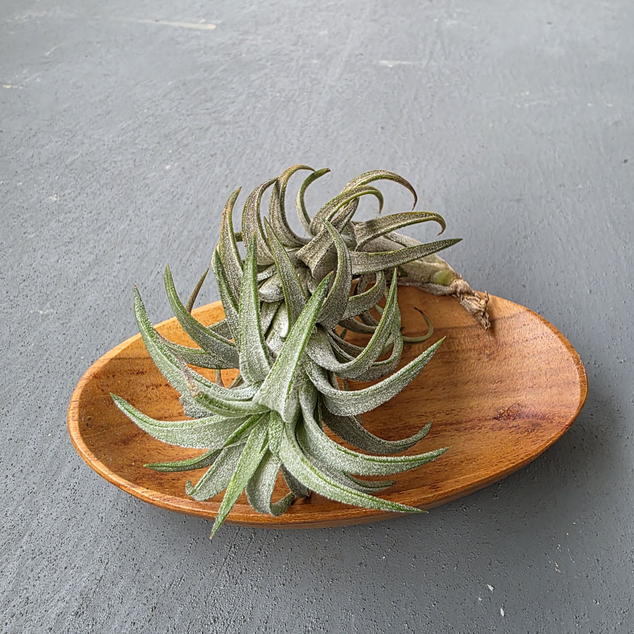 Photo of the plant species Tillandsia ionantha 'Vanhyningii' by @LightGray77 named Osmo on Greg, the plant care app