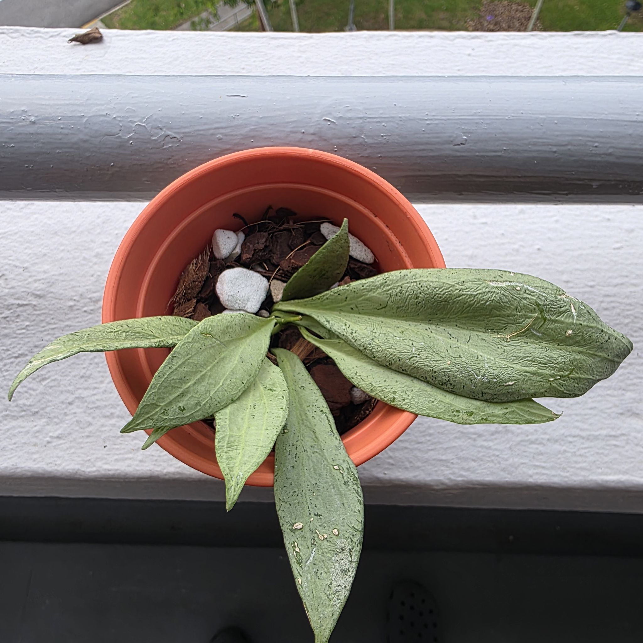 Photo of the plant species New Guinea Ghost Hoya by @LightGray77 named Navajo on Greg, the plant care app
