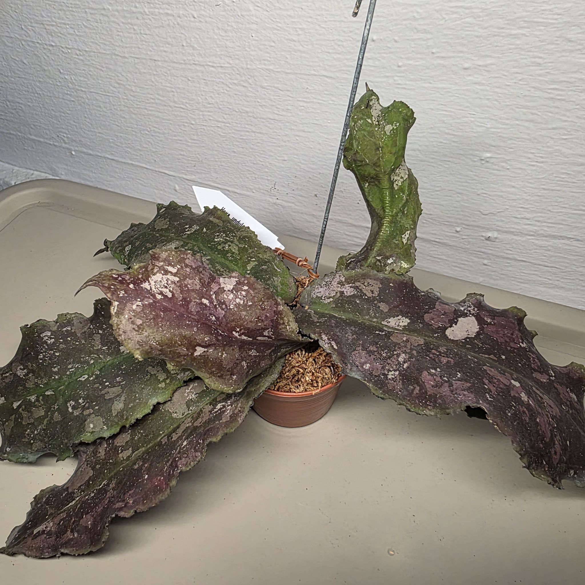 Photo of the plant species Hoya undulata by @LightGray77 named Planty on Greg, the plant care app