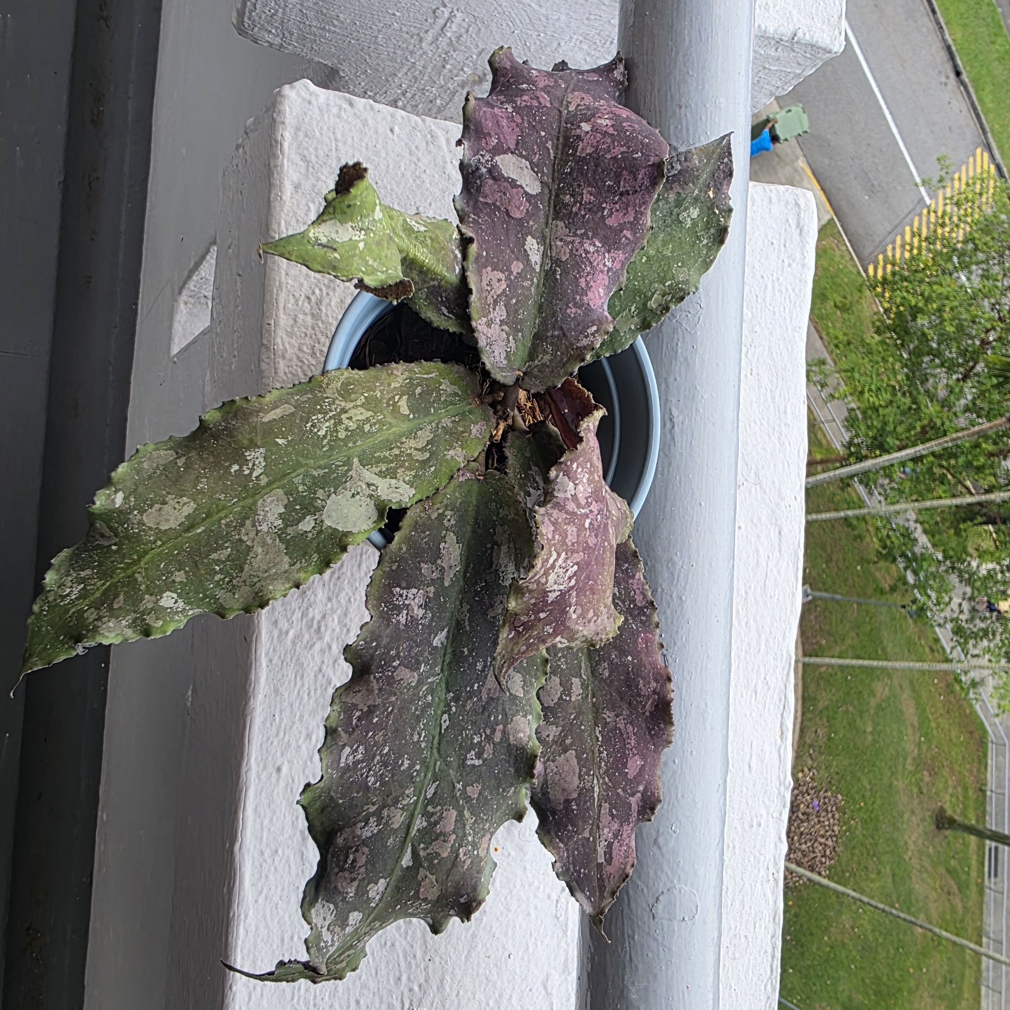 Photo of the plant species Hoya undulata by @LightGray77 named Planty on Greg, the plant care app