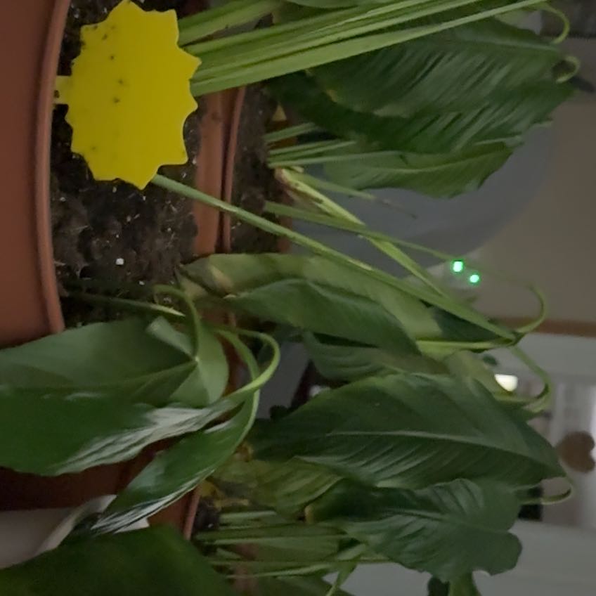 Photo of the plant species Ginkgo Tree by @FinePukatea8 named Coco on Greg, the plant care app