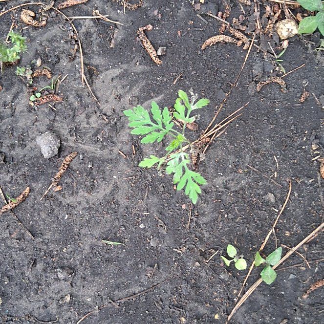 Photo of the plant species Robert Geranium by @QualifiedSalsa named Madonna on Greg, the plant care app