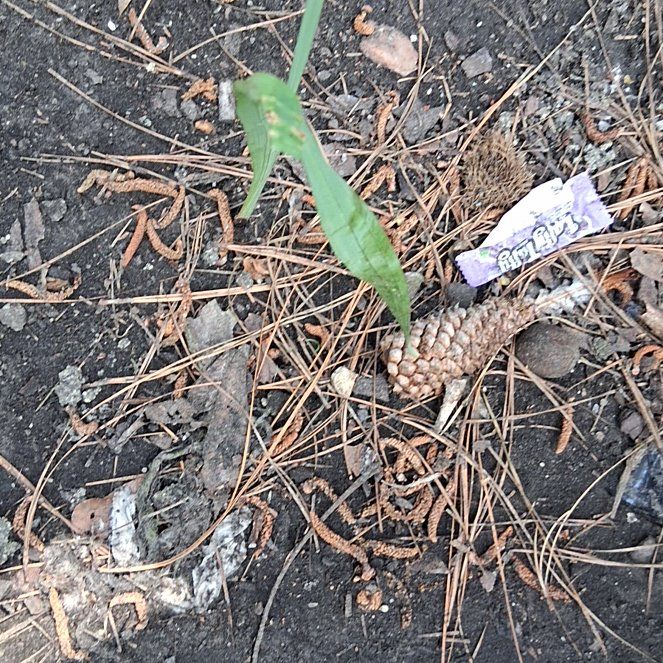 Photo of the plant species Devil's Apple by @QualifiedSalsa named Osmo on Greg, the plant care app
