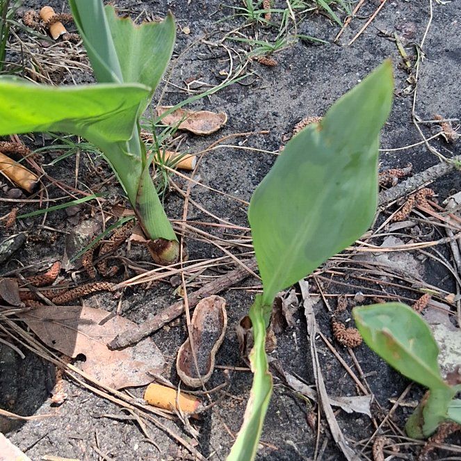 Photo of the plant species Lily-of-the-Valley by @QualifiedSalsa named Orlando Bloom on Greg, the plant care app