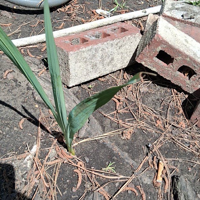 Photo of the plant species Queen Palm by @QualifiedSalsa named Remington on Greg, the plant care app