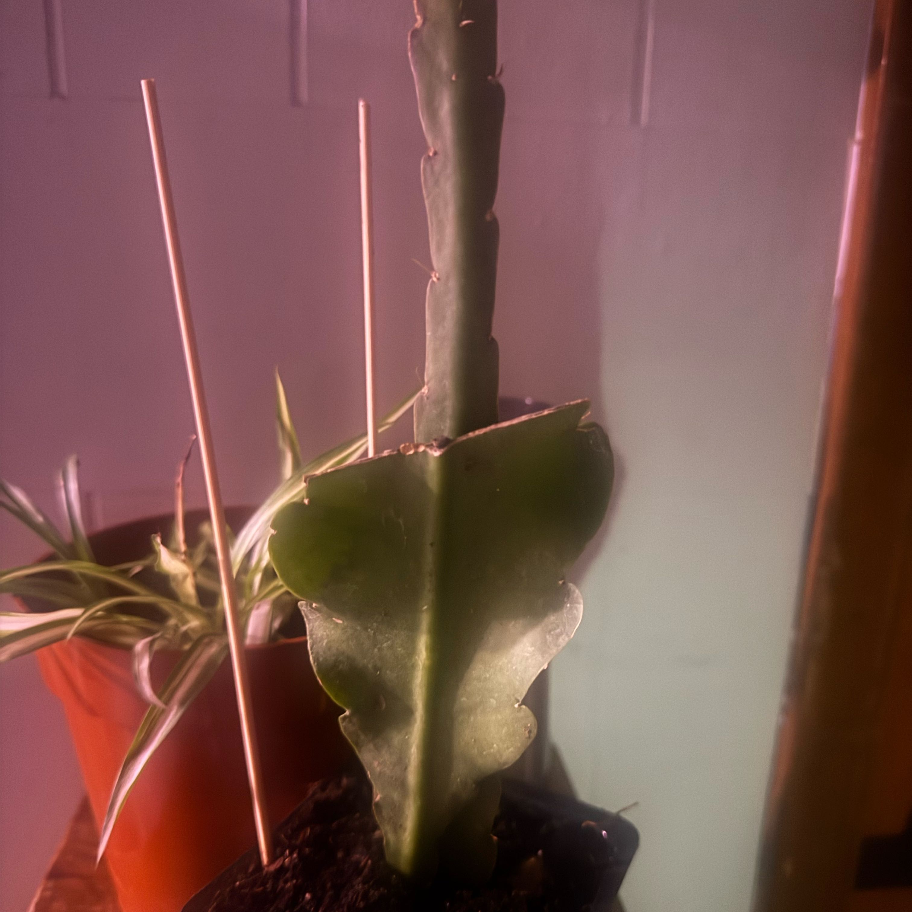 Photo of the plant species Red Orchid Cactus by @TryDaisybush64 named Willow on Greg, the plant care app