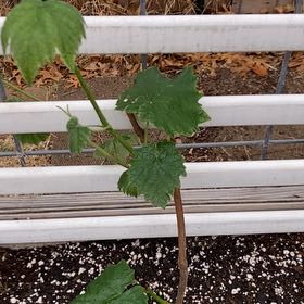 Photo of the plant species Canadice Grape by @WiredTawapou46 named Tolkien on Greg, the plant care app