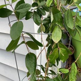 Photo of the plant species Pineapple Guava 'Apollo' by @WiredTawapou46 named Planty on Greg, the plant care app