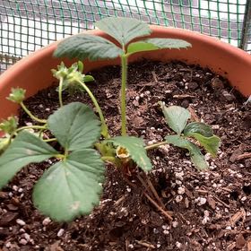 Photo of the plant species Eversweet Strawberry by @WiredTawapou46 named Sweetums on Greg, the plant care app
