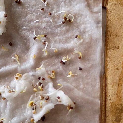 Photo of the plant species Papaver Somniferum by @KeyAgarito31 named Denali on Greg, the plant care app