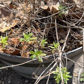 Photo of the plant species Elfin Thyme by @RealPinkruby66 named Nemo on Greg, the plant care app