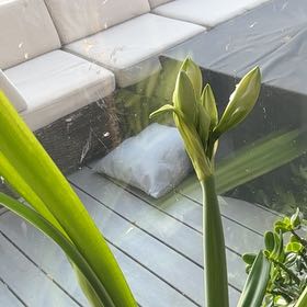 Photo of the plant species White Amaryllis by @HeavenlyPothos named Osmo on Greg, the plant care app