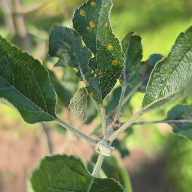 Photo of the plant species Apple by @NotableCat32 named Kesha on Greg, the plant care app