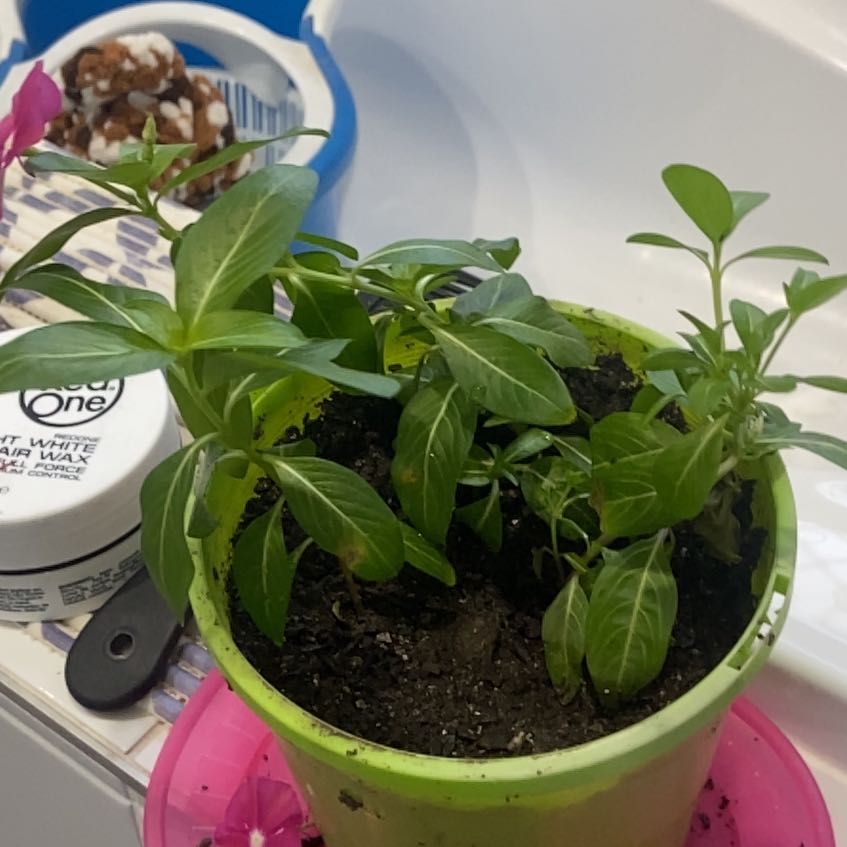 Photo of the plant species Vinca by @hashbrownn95 named Diana on Greg, the plant care app