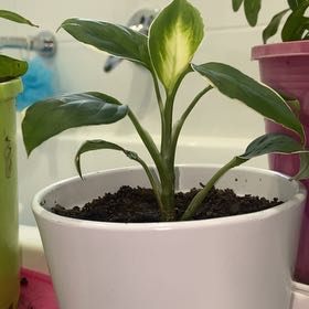 Plantie