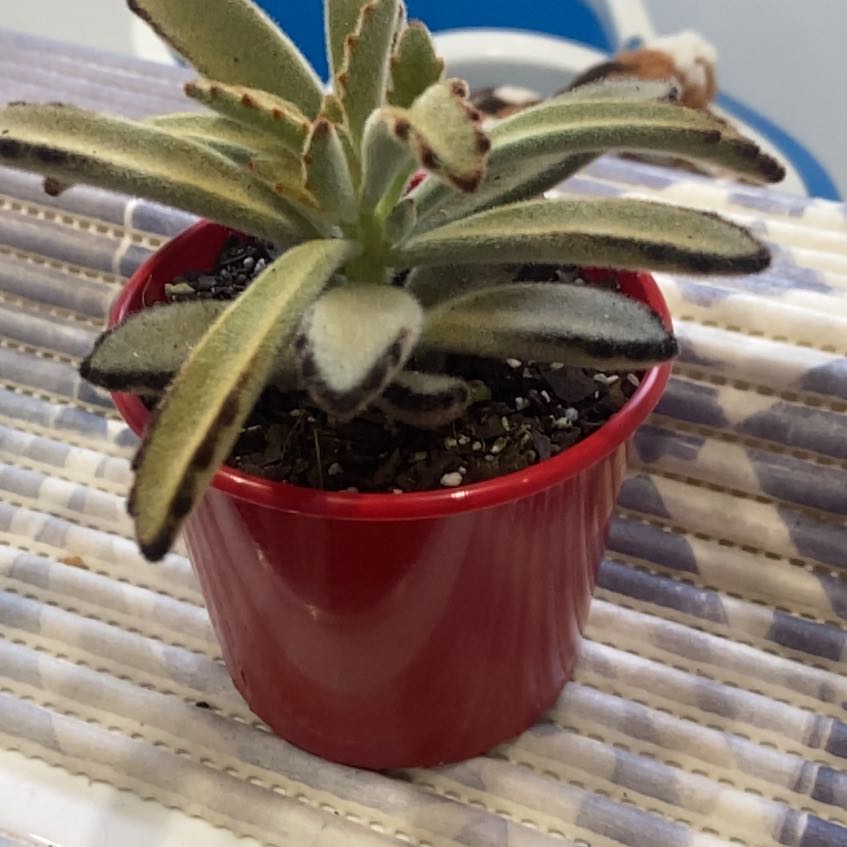 Photo of the plant species Golden Girl Panda Plant by @hashbrownn95 named Anne on Greg, the plant care app