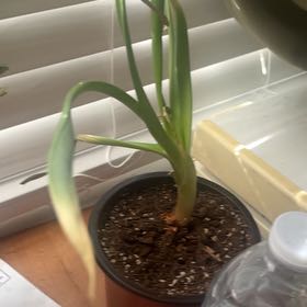 Photo of the plant species Pregnant Onion by @HotCanna39 named Robert Plant on Greg, the plant care app