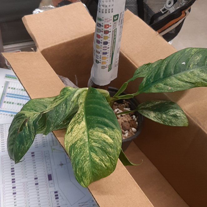 Photo of the plant species Rhaphidophora puberula 'Variegata' by @TryTule99 named Xena on Greg, the plant care app