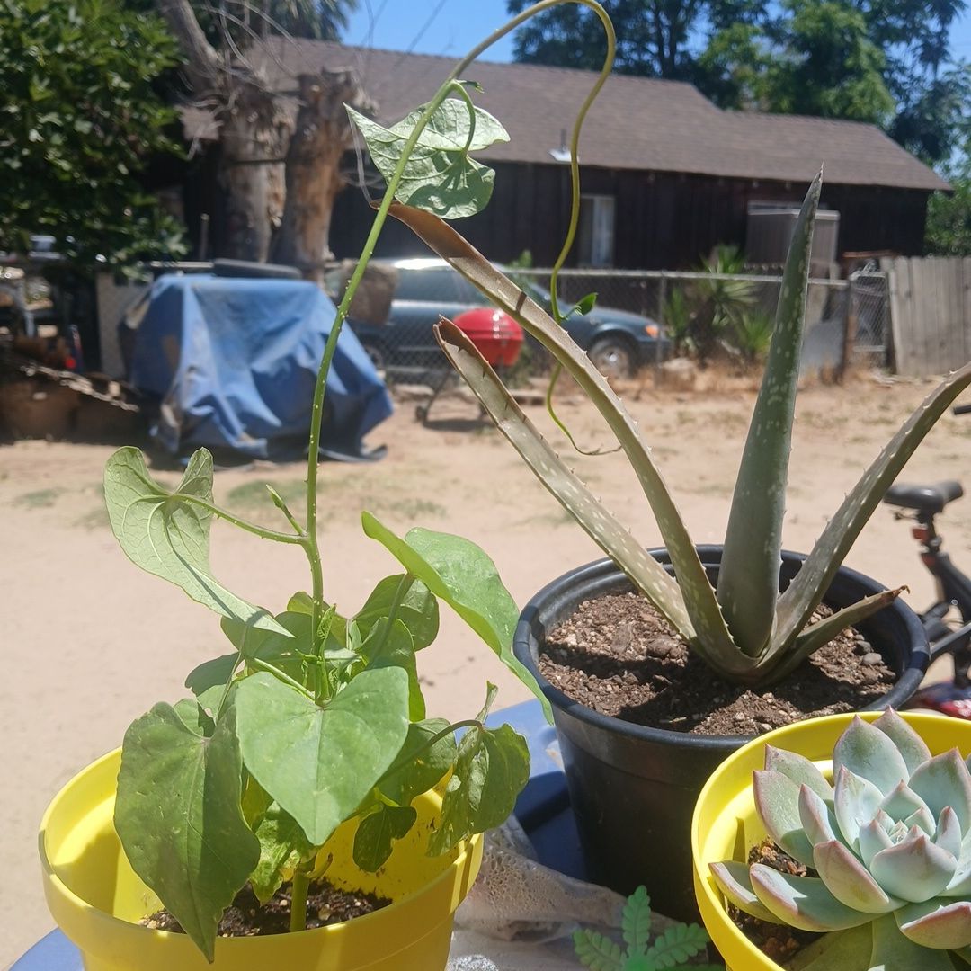 Photo of the plant species Mexican Morning Glory by @MajorErophaca64 named Scarlett on Greg, the plant care app