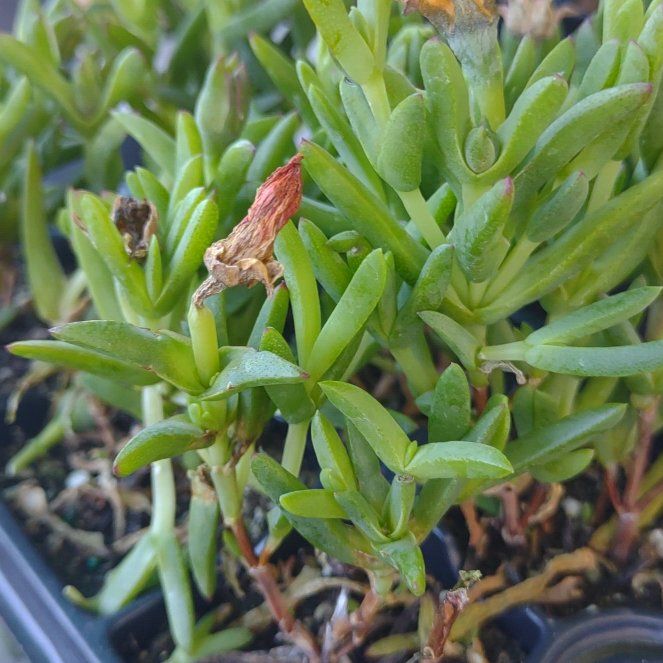 Photo of the plant species Marsh Jaumea by @NeatSagopalm20 named Shakira on Greg, the plant care app