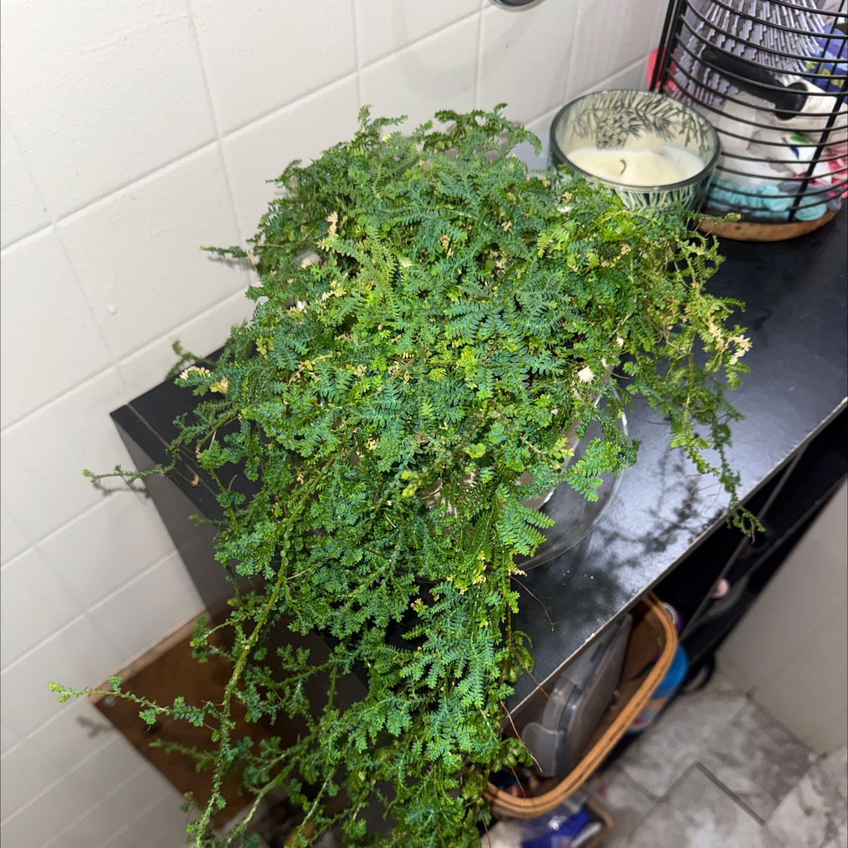 Photo of the plant species Rainbow moss, Peacock fern by @GaietyBegonia15 named Kylie on Greg, the plant care app