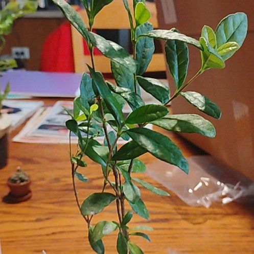 Photo of the plant species Pineapple Guava 'Mammoth' by @LucidBookaloe44 named Luna on Greg, the plant care app