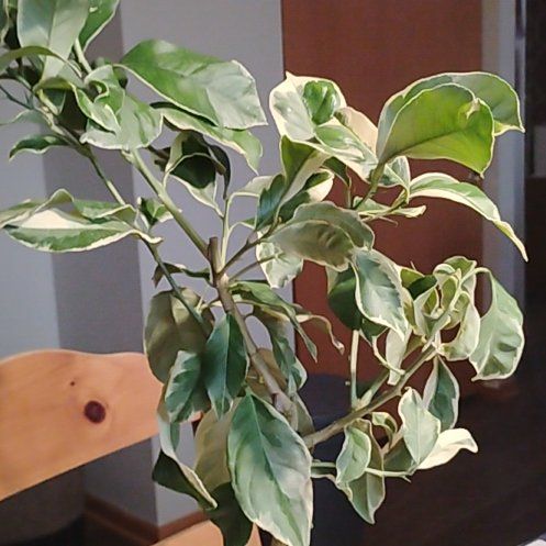 Photo of the plant species Lemon Tree by @LucidBookaloe44 named Athena on Greg, the plant care app