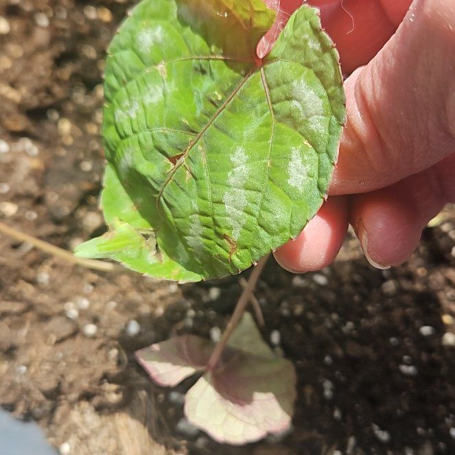 Photo of the plant species Princess Vine by @TopZucchini63 named Shakira on Greg, the plant care app