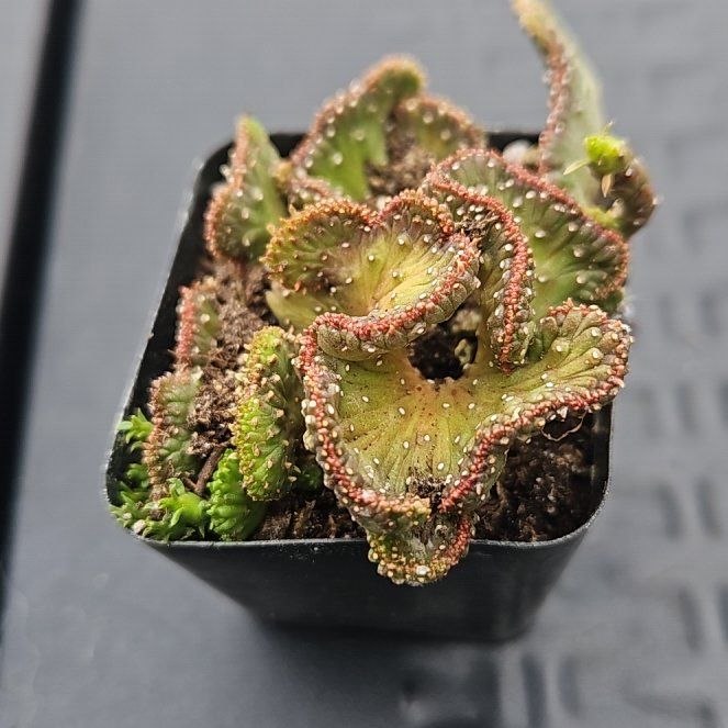 Photo of the plant species Green Coral Cactus by @TopZucchini63 named Leaf Erickson on Greg, the plant care app