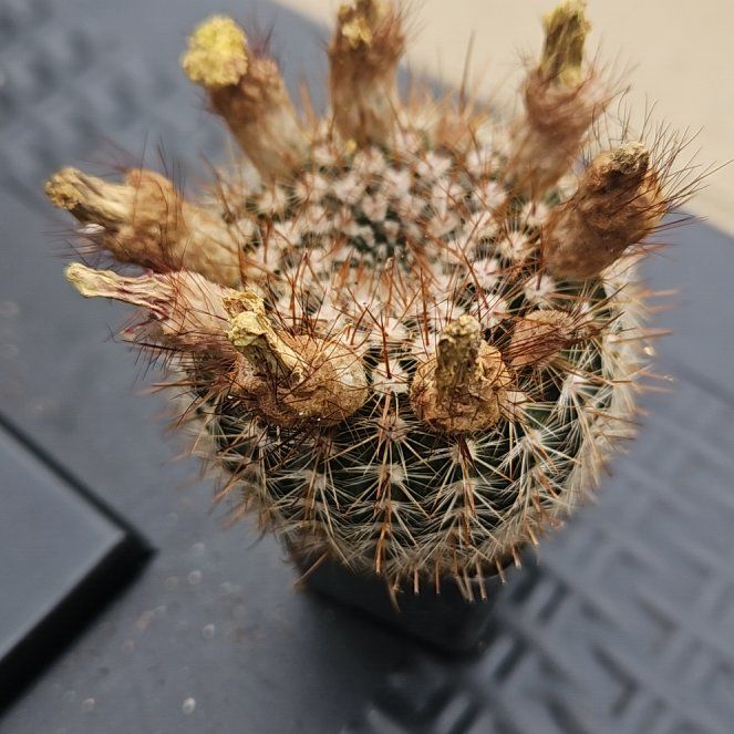 Photo of the plant species Parodia x erubescens by @TopZucchini63 named Tree Diddy on Greg, the plant care app