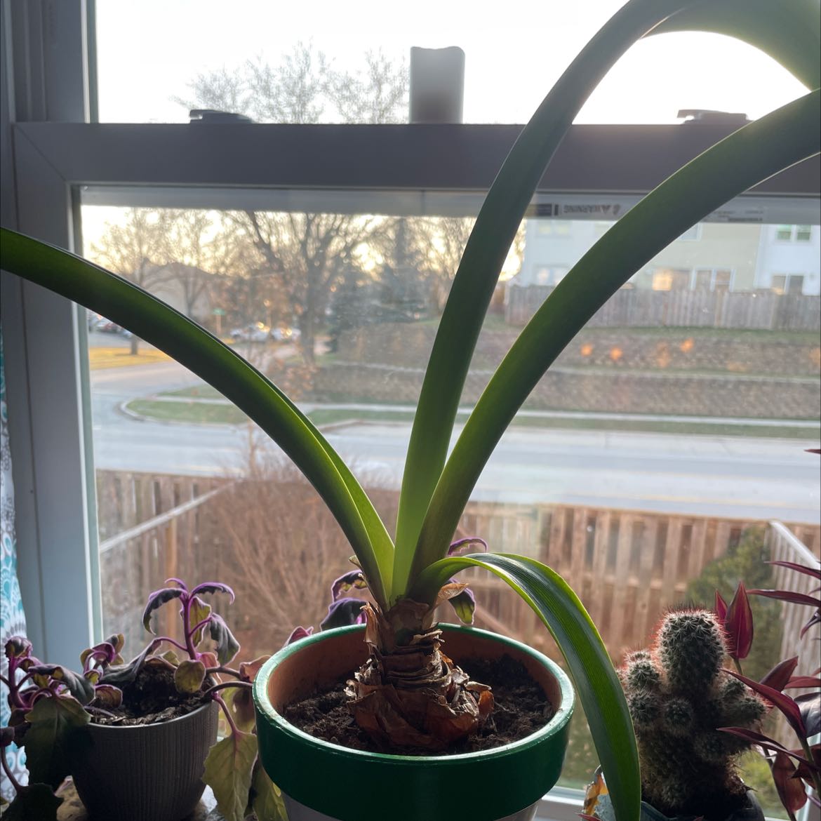 Potted plant with long green leaves on a windowsill, identified as Barbosa Lily by user.