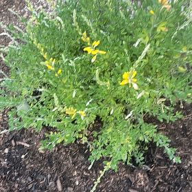 Photo of the plant species Broom by @SirCoconut14 named Anne on Greg, the plant care app