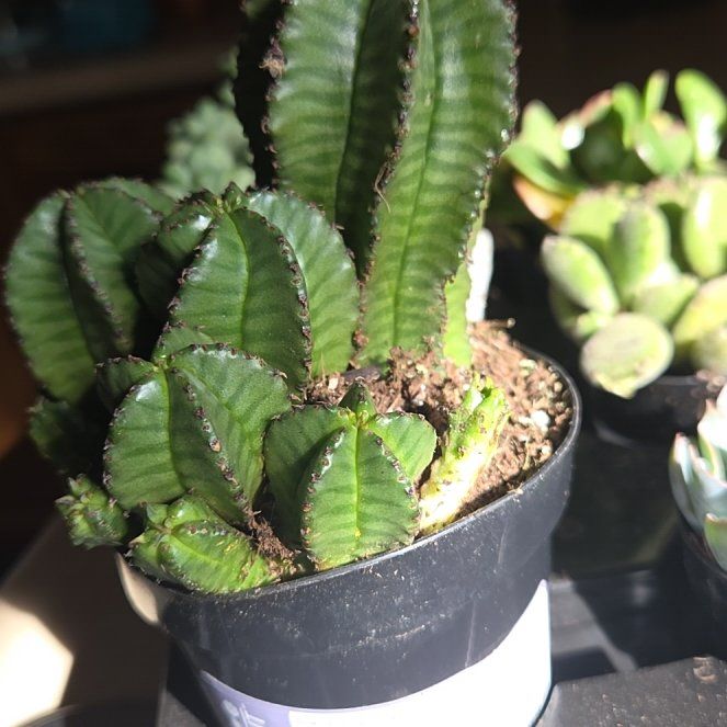 Photo of the plant species Tanzanian Zipper Plant by @DearMyrtleoak90 named Miley on Greg, the plant care app