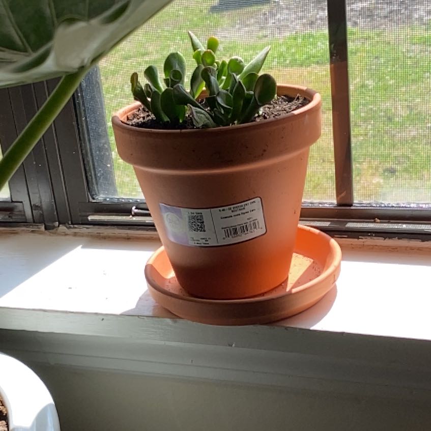 Photo of the plant species Ogre Ears by @HeroineSucc7 named Shrek on Greg, the plant care app