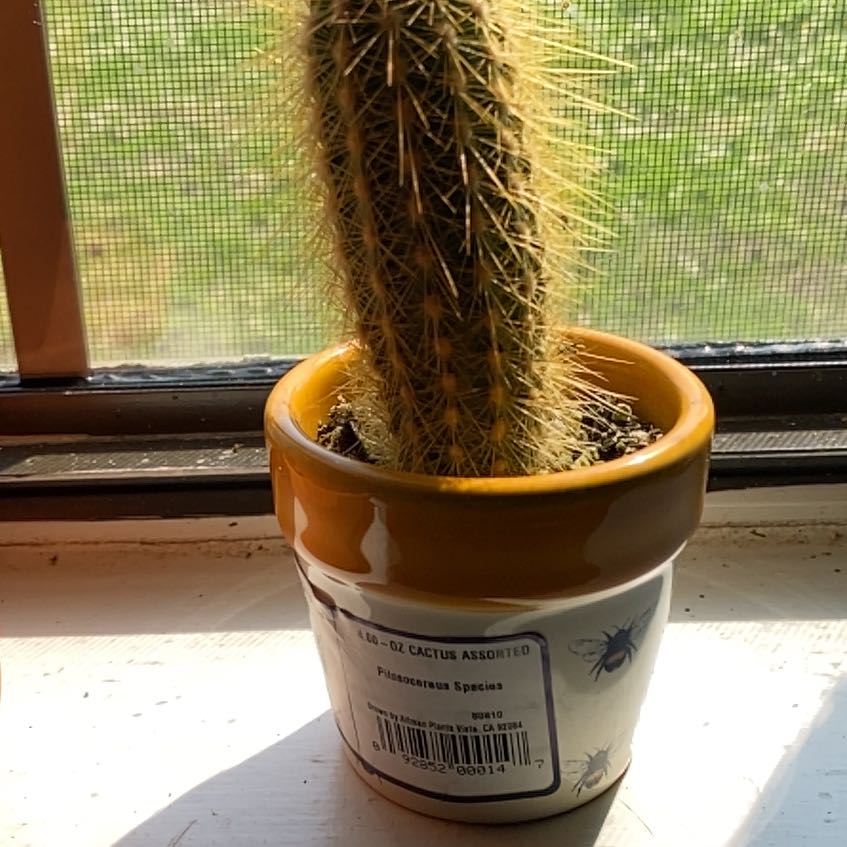 Photo of the plant species Assorted Pilosocereus by @HeroineSucc7 named Girlfrond on Greg, the plant care app