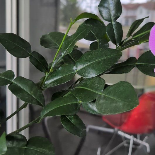 Photo of the plant species Makrut Lime by @CleanOakmoss66 named Naomi on Greg, the plant care app