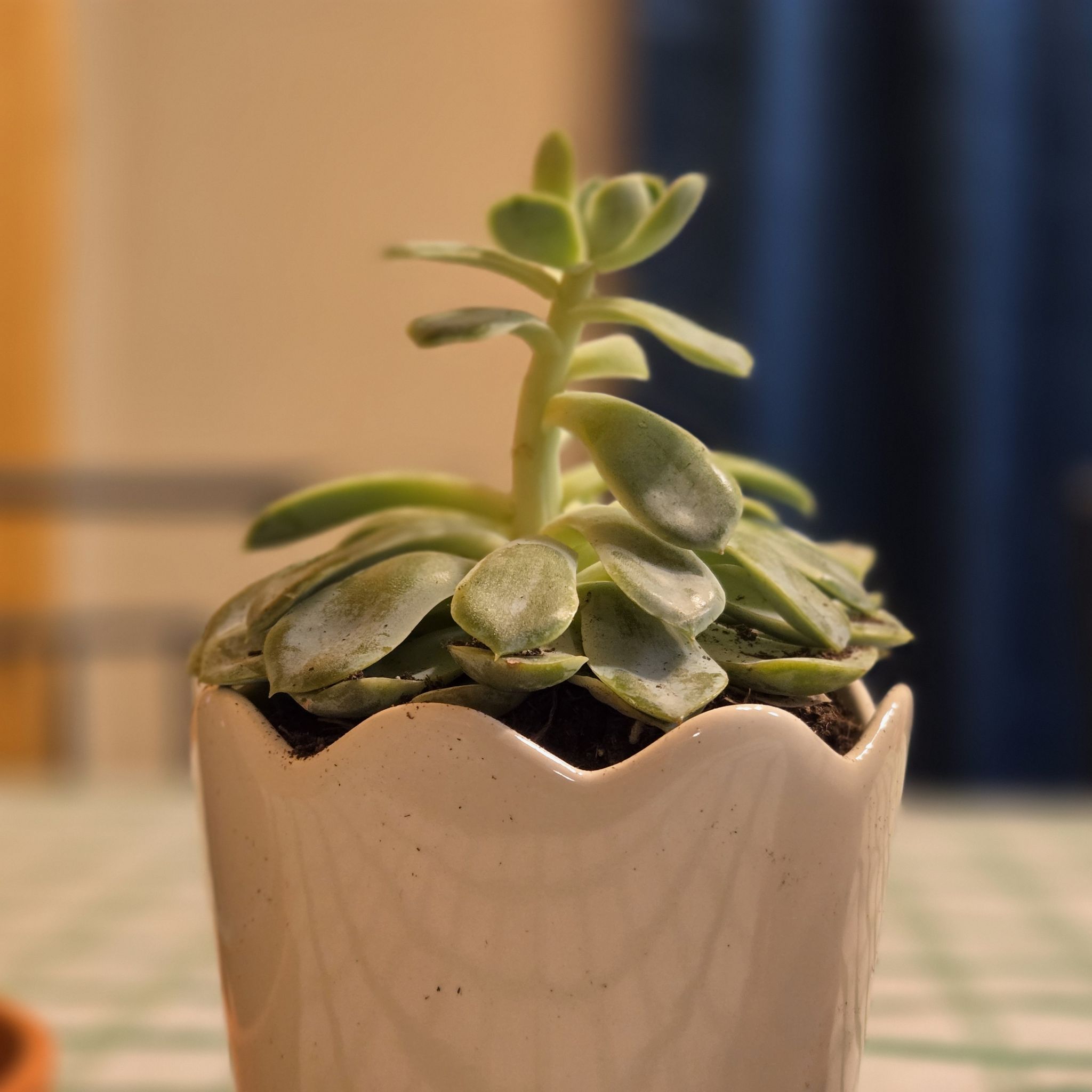 Photo of the plant species Succulent by @GardenofAustin named Planty on Greg, the plant care app
