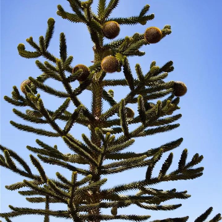 Photo of the plant species Monkey Puzzle Tree by @FamedGoldwire99 named Kylie on Greg, the plant care app