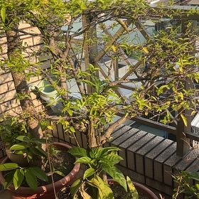 Photo of the plant species Vitex Agnus-Castus by @SapientCorn86 named Peter Parker on Greg, the plant care app