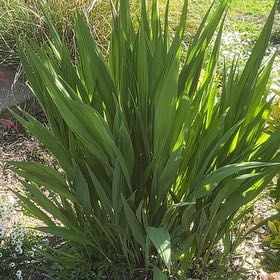 Photo of the plant species Greater Cobra Lily by @TopGardenia86 named Scarlett on Greg, the plant care app
