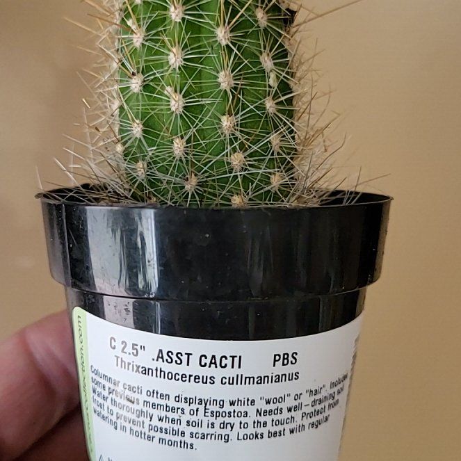 Photo of the plant species Assorted Thrixanthocereus by @ShowyBonsi32 named Treeyoncé on Greg, the plant care app