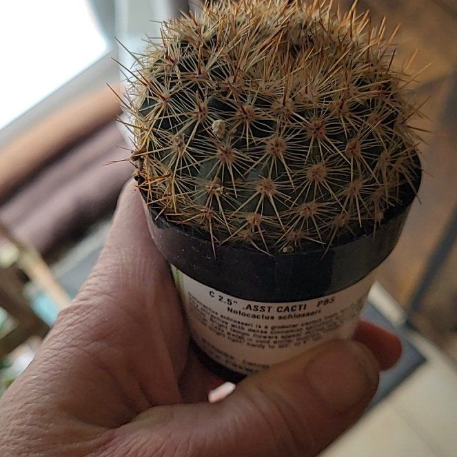 Photo of the plant species Cinnamon Cactus by @ShowyBonsi32 named ChloroPhil on Greg, the plant care app