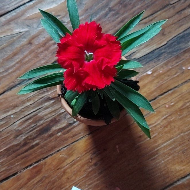 Photo of the plant species Dianthus by @EuphoricBlue named Ruby on Greg, the plant care app