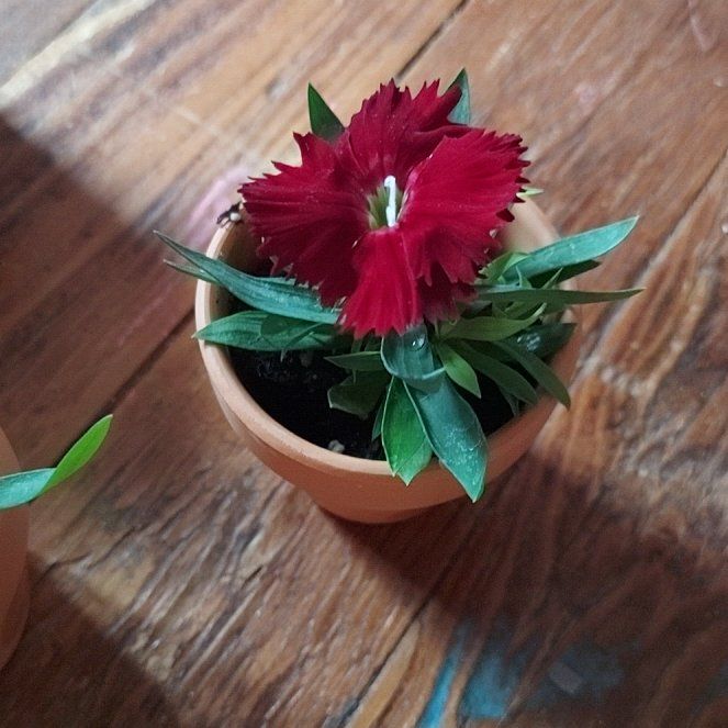 Photo of the plant species Dianthus by @EuphoricBlue named Velvet on Greg, the plant care app