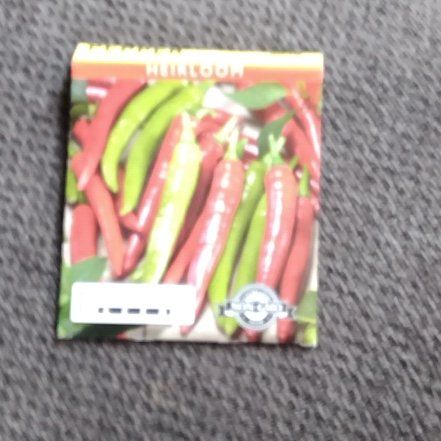 Photo of the plant species Capsicum Frutescens by @GutsyPeanut5 named Sigmund on Greg, the plant care app